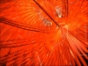 Filename=abstract-wallpaper-1-087.jpg
Filesize=341KB
Dimensions=1280x960
Date added=May 27, 2007 abstract-wallpaper-1-087.jpg