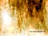 Filename=abstract-wallpaper-2-057.jpg
Filesize=262KB
Dimensions=800x600
Date added=May 27, 2007 abstract-wallpaper-2-057.jpg