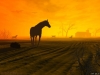 Filename=animal-wallpaper-037.jpg
Filesize=66KB
Dimensions=1024x768
Date added=May 27, 2007 animal-wallpaper-037.jpg