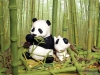 Filename=animal-wallpaper-104.jpg
Filesize=137KB
Dimensions=1024x768
Date added=May 27, 2007 animal-wallpaper-104.jpg
