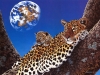 Filename=animal-wallpaper-265.jpg
Filesize=684KB
Dimensions=1024x768
Date added=May 27, 2007 animal-wallpaper-265.jpg