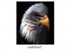 Filename=animal-wallpaper-283.jpg
Filesize=55KB
Dimensions=1024x768
Date added=May 27, 2007 animal-wallpaper-283.jpg