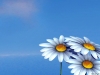 Filename=desktop-wallpaper-128.jpg
Filesize=69KB
Dimensions=1024x768
Date added=May 27, 2007 desktop-wallpaper-128.jpg