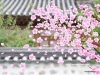 Filename=eduthink_26.jpg
Filesize=725KB
Dimensions=1024x768
Date added=May 04, 2007 eduthink_26.jpg