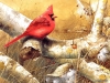 birds-n-flowers-04.jpg