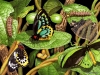 birds-n-flowers-13.jpg