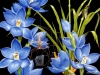birds-n-flowers-15.jpg