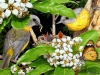 birds-n-flowers-16.jpg