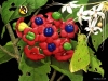 birds-n-flowers-17.jpg