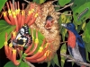 birds-n-flowers-21.jpg
