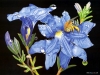 birds-n-flowers-22.jpg