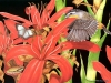 birds-n-flowers-23.jpg