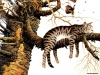 cats-07.jpg