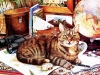 cats-14.jpg