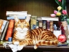 cats-16.jpg