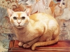 cats-19.jpg