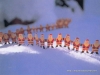 Filename=christmas-7-178.jpg
Filesize=136KB
Dimensions=1024x768
Date added=May 06, 2007 christmas-7-178.jpg