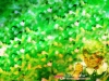dreams-001.jpg