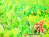dreams-016.jpg