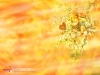 dreams-039.jpg