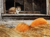 halloween-12.jpg