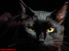 halloween-4-007.jpg