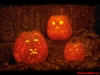 Filename=halloween-4-114.jpg
Filesize=189KB
Dimensions=1024x768
Date added=May 27, 2007 halloween-4-114.jpg