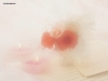 valentine-day4-21.jpg