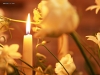 wedding-22.jpg