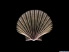 xray-18.jpg