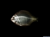 xray-37.jpg