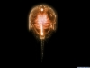 xray-49.jpg