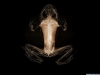 xray-54.jpg