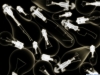 xray-55.jpg